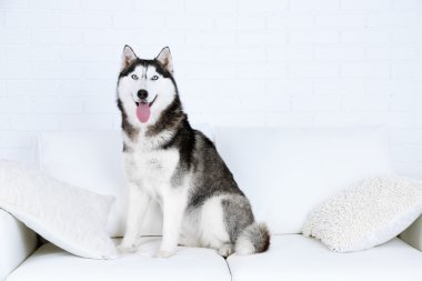 Beyaz Oda kanepe üzerinde güzel şirin husky oturan