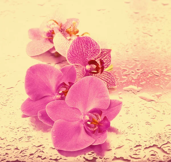 Beautiful orchid on light background — Stock Photo, Image