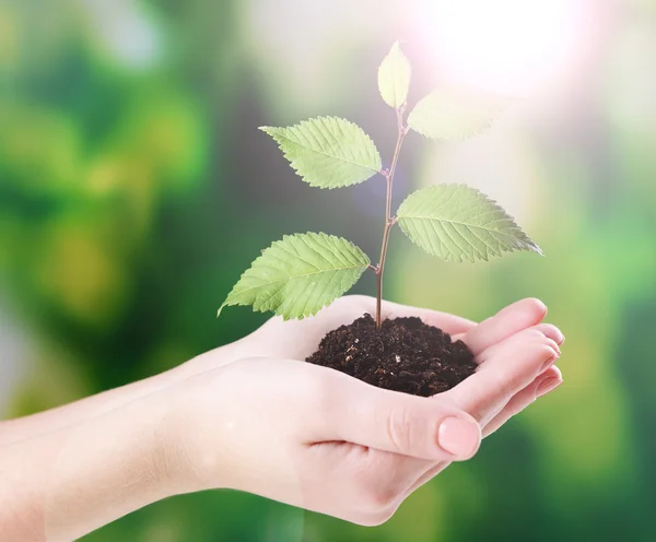 Planta em mãos no fundo da natureza ensolarado — Fotografia de Stock