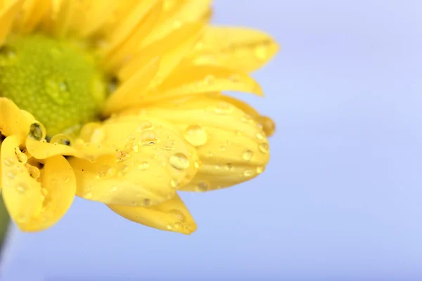 Vatten droppar på krysantemum kronblad, närbild — Stockfoto