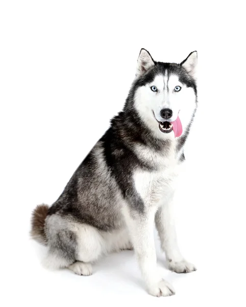 Hermoso lindo husky, aislado en blanco —  Fotos de Stock