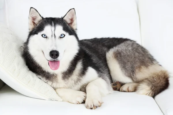 Hermoso lindo husky acostado en el sofá en la habitación blanca —  Fotos de Stock