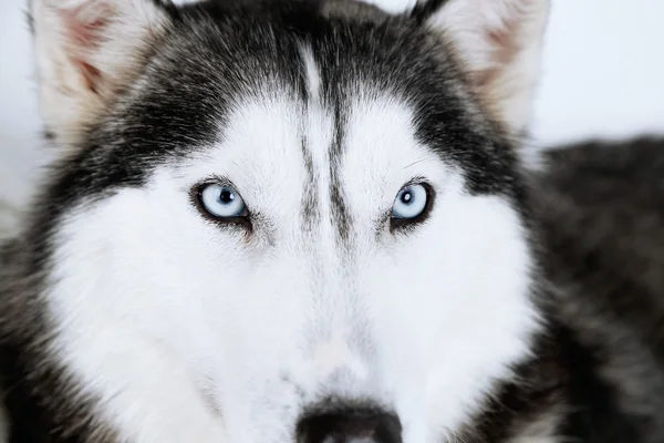 Krásný roztomilý husky, zblízka — Stock fotografie