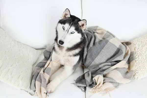 Schöner niedlicher Husky liegt auf Sofa mit Plaid im weißen Zimmer — Stockfoto