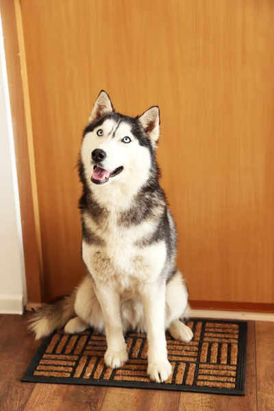 Schöne süße Husky sitzt in der Nähe der Tür im Zimmer — Stockfoto