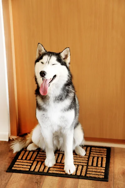 Schöne süße Husky sitzt in der Nähe der Tür im Zimmer — Stockfoto