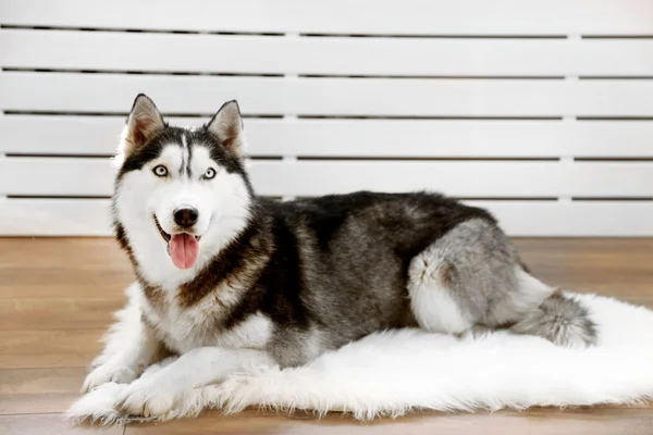 Hermoso lindo husky acostado en la alfombra en la habitación —  Fotos de Stock