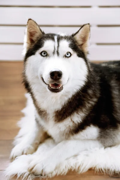 Hermoso lindo husky acostado en la alfombra en la habitación —  Fotos de Stock