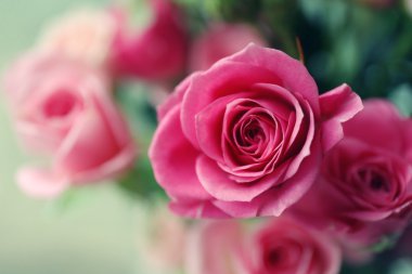 mooie roze rozen close-up