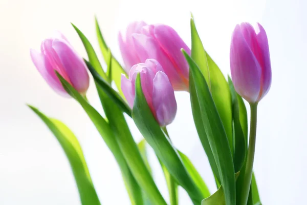 Beautiful pink tulips on light background — Stock Photo, Image