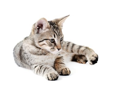 Beyaz tenli şirin kedi yavrusu.