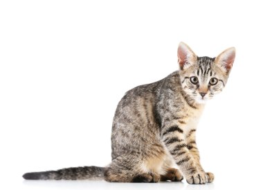 Beyaz tenli şirin kedi yavrusu.