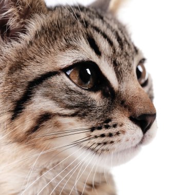 Şirin kedi yavrusu üzerinde beyaz izole portresi