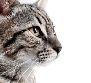 Şirin kedi yavrusu üzerinde beyaz izole portresi