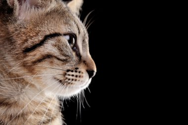 Siyah arka plan üzerine sökülen yavru kedi portresi