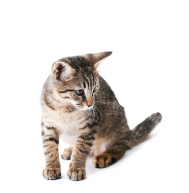 Beyaz tenli şirin kedi yavrusu.