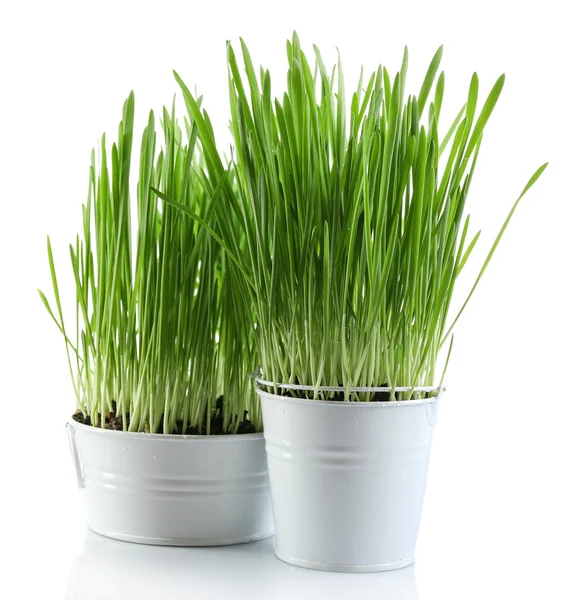 Herbe verte fraîche dans de petits seaux métalliques, isolée sur du blanc — Photo