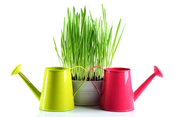 Fresh green grass in small metal bucket and decorative watering cans, isolated on white — Stock Photo, Image