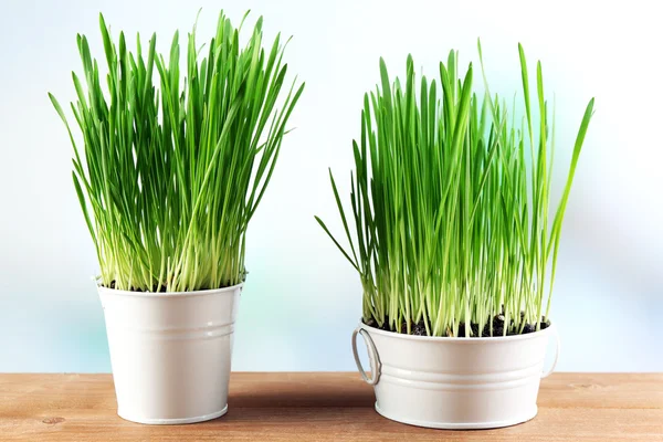 Frisches grünes Gras in kleinen Metalleimern, auf Holztisch, auf hellem Hintergrund — Stockfoto
