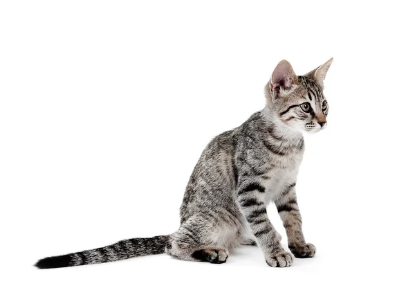 Gatinho bonito isolado em branco — Fotografia de Stock