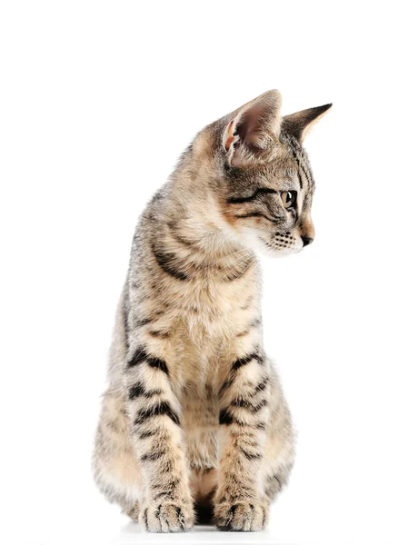 Cute kitten isolated on white — Stock Photo, Image