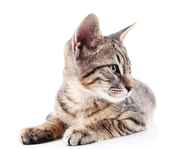 Gatinho bonito isolado em branco — Fotografia de Stock