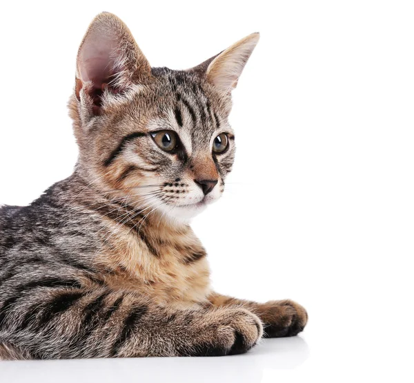 Portrait of kitten isolated on white — Stock Photo, Image