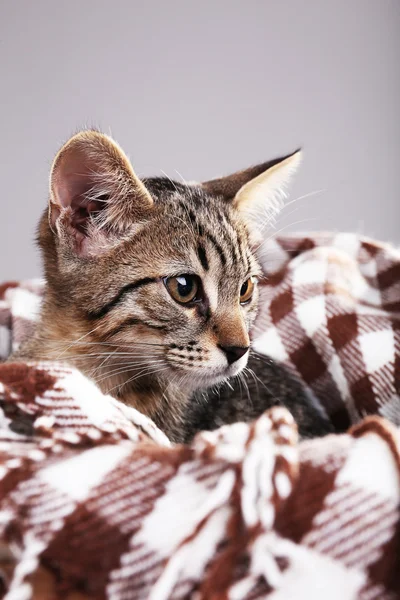 Kitten rust in plaid op grijze achtergrond — Stockfoto