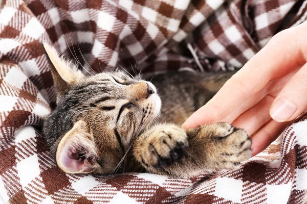 Kattunge resten i rutigt, närbild — Stockfoto