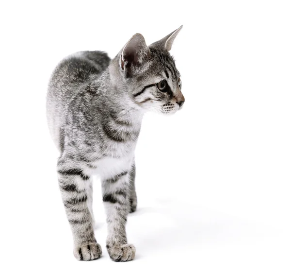 Lindo gatito aislado en blanco —  Fotos de Stock