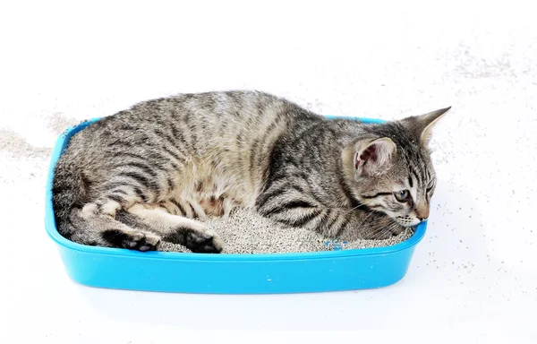 Gatinho bonito com bandeja de areia isolada em branco — Fotografia de Stock