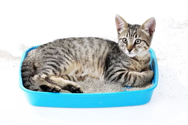 Gatinho bonito com bandeja de areia isolada em branco — Fotografia de Stock