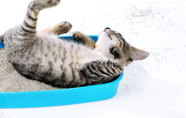 Lindo gatito con bandeja de arena aislada en blanco — Foto de Stock