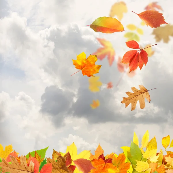 Collage de hojas de otoño sobre el fondo del cielo — Foto de Stock