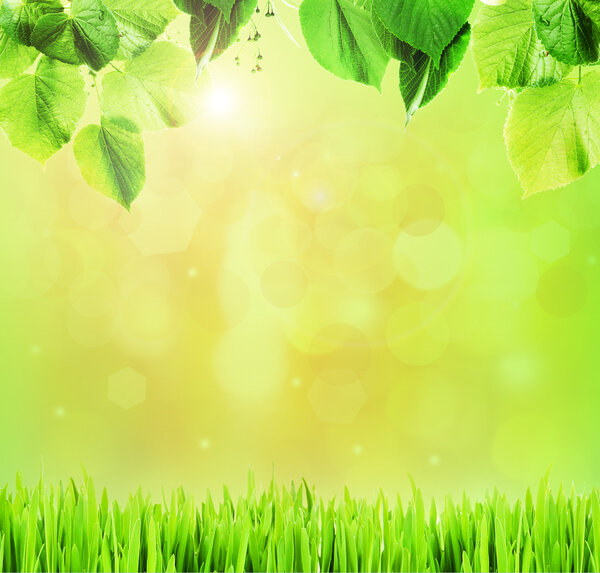 Красивый весенний фон с листьями и зеленой травой

