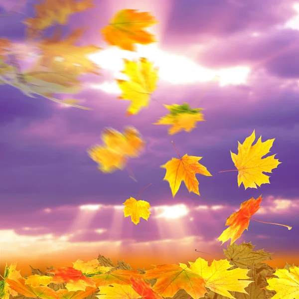 Collage of autumn leaves on sky background — Stock Photo, Image