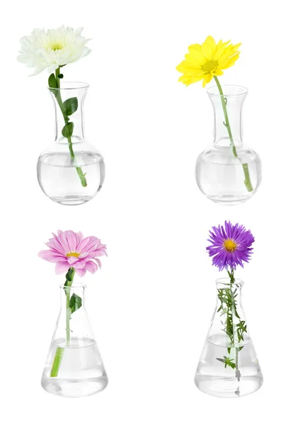 Collage of different flowers in glass test-tubes, isolated on white — Stock Photo, Image