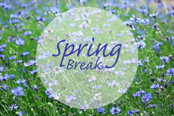 Spring break concept. Beautiful cornflowers in the field — Stock Photo, Image