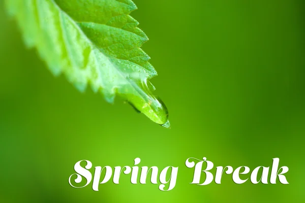 Spring break concept. Water drop on fresh green leaf, close up — Stock Photo, Image