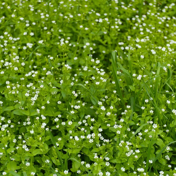 Hermosa hierba de primavera al aire libre —  Fotos de Stock