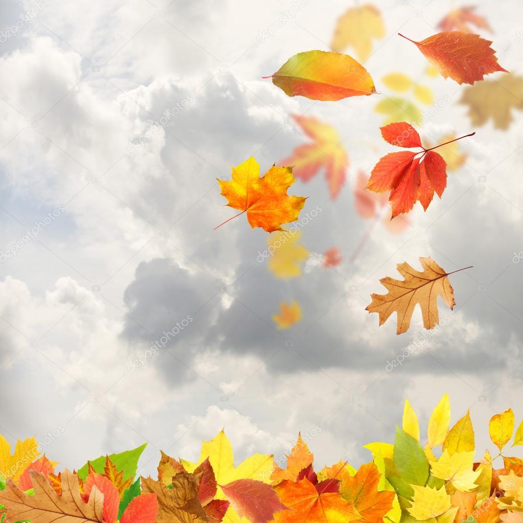 Collage of autumn leaves on sky background