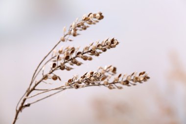 Işık arka plan üzerinde kurumuş kır çiçekleri