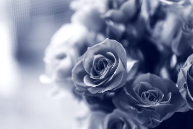 Güzel güller siyah beyaz