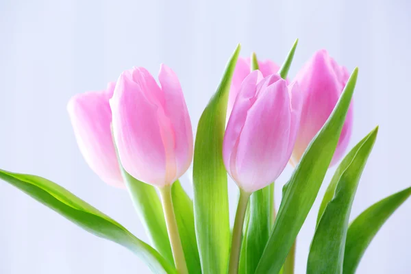 Krásné růžové tulipány na světlé pozadí — Stock fotografie