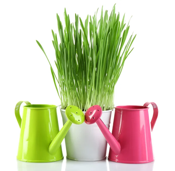 Verse groene gras in kleine metalen emmer en decoratieve gieters, geïsoleerd op wit — Stockfoto