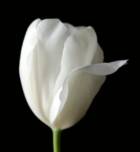 Mooie witte tulp op zwarte achtergrond — Stockfoto