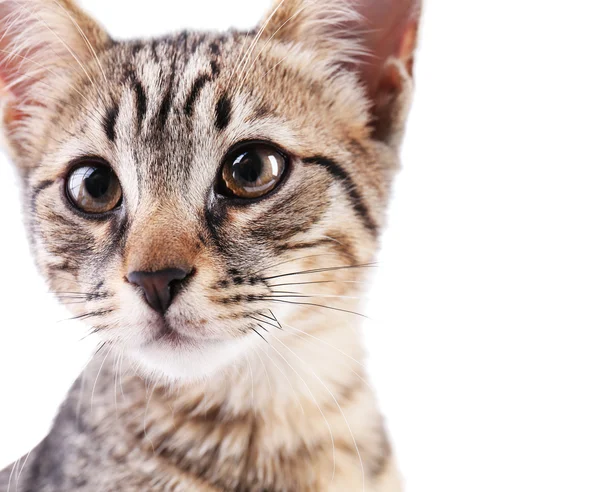 Retrato de gatinho bonito isolado em branco — Fotografia de Stock