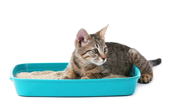Cute kitten with tray of sand isolated on white — Stock Photo, Image