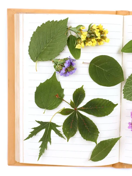 Secar las plantas en el libro aislado en blanco — Foto de Stock