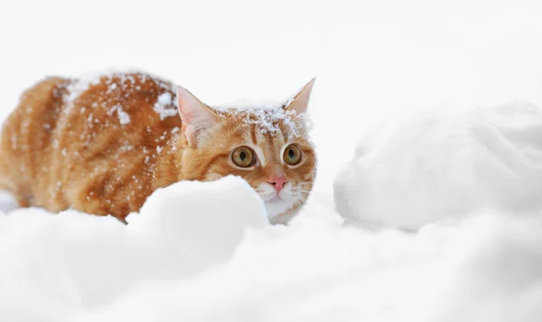 Beautiful ginger cat on snow background — Stock Photo, Image